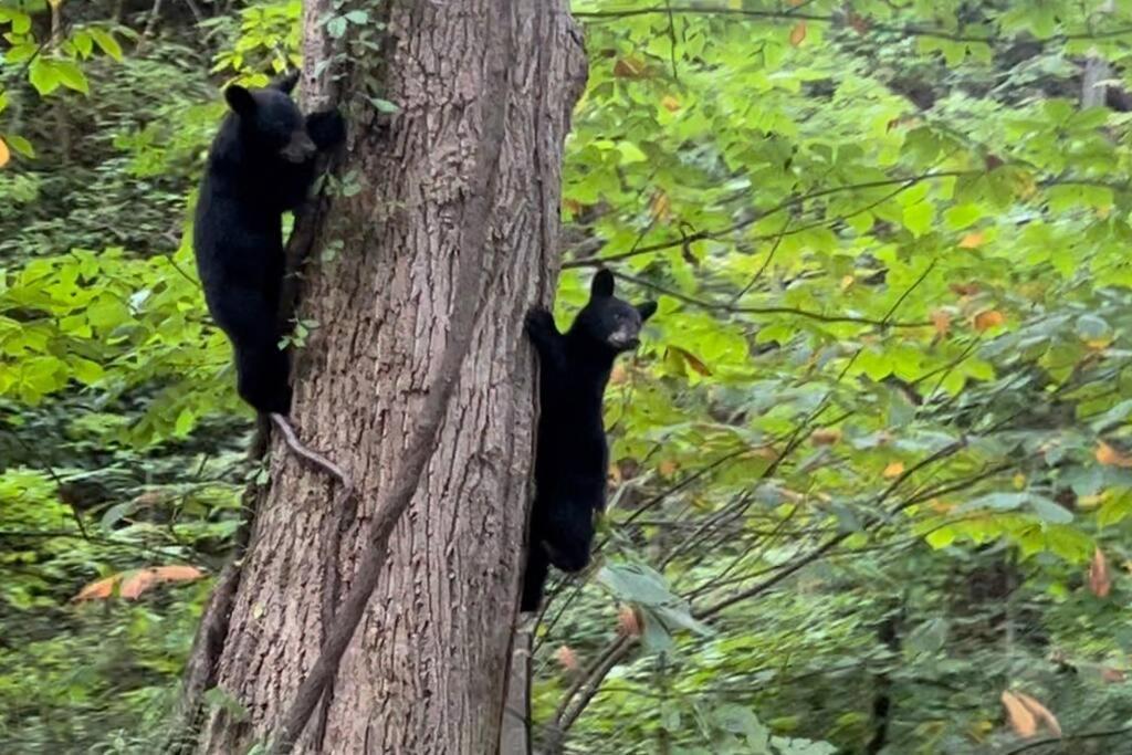 Moonshine Manor-Pets Ok-W/D-Pool Table-Arcade-Hot Tub Villa Gatlinburg Exteriör bild